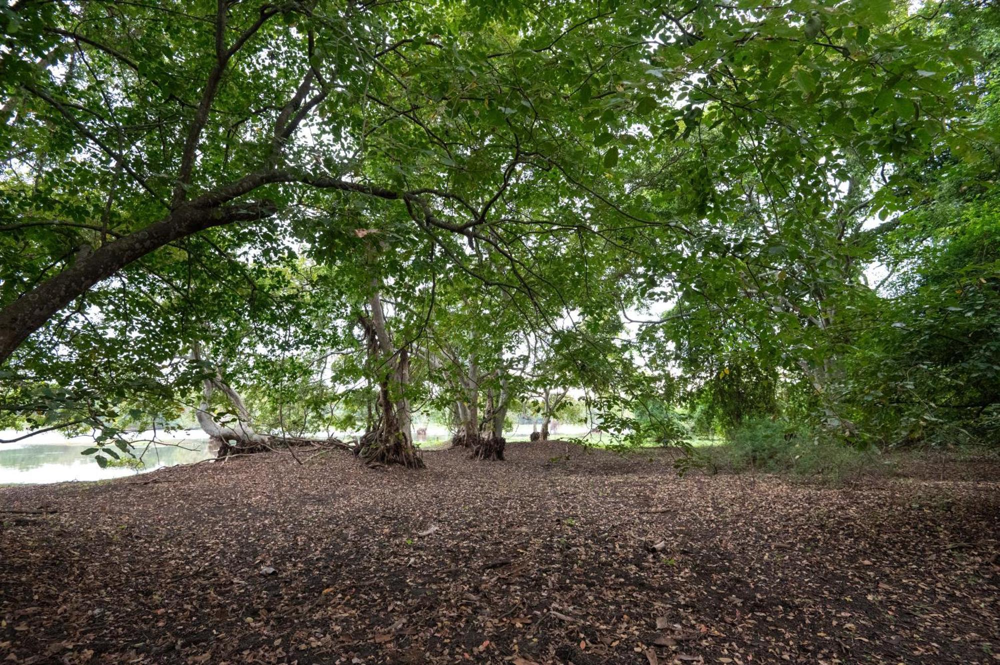 Ayurvedic Lanka Wellness Hotel Moragaswewa ภายนอก รูปภาพ